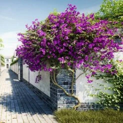New River Purple Bougainvillea -Fruit Tree Shop Purple Bougainvillea New River 9