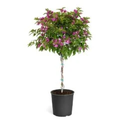 New River Purple Bougainvillea -Fruit Tree Shop Purple Bougainvillea Tree