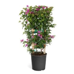 New River Purple Bougainvillea -Fruit Tree Shop Purple Bougainvillea Trelis
