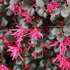 Purple Daydream® Dwarf Loropetalum 9 Purple Daydream® Dwarf Loropetalum -Fruit Tree Shop Purple Daydream Loropetalum 1