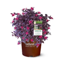 Purple Daydream® Dwarf Loropetalum 12 Purple Daydream® Dwarf Loropetalum -Fruit Tree Shop Purple Daydream Loropetalum 2