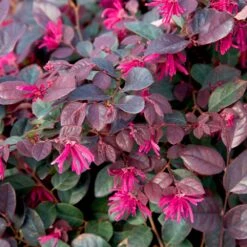 Purple Diamond® Semi-Dwarf Loropetalum 8 Purple Diamond® Semi-Dwarf Loropetalum -Fruit Tree Shop Purple Diamond loropetalum 1