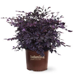 Purple Diamond® Semi-Dwarf Loropetalum 10 Purple Diamond® Semi-Dwarf Loropetalum -Fruit Tree Shop Purple Diamond loropetalum 6