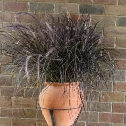 Purple Fountain Grass 10 Purple Fountain Grass -Fruit Tree Shop Purple Fountain Grass 1
