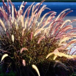 Purple Fountain Grass 11 Purple Fountain Grass -Fruit Tree Shop Purple Fountain Grass 2
