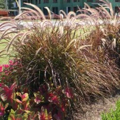 Purple Fountain Grass 9 Purple Fountain Grass -Fruit Tree Shop Purple Fountain Grass 4 FGT