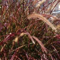 Purple Fountain Grass 8 Purple Fountain Grass -Fruit Tree Shop Purple Fountain Grass 5