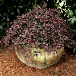 Purple Pixie® Dwarf Weeping Loropetalum -Fruit Tree Shop Purple Pixoe Loropetalum 2
