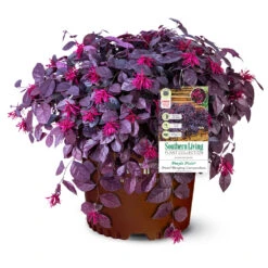Purple Pixie® Dwarf Weeping Loropetalum -Fruit Tree Shop Purple Pixoe Loropetalum 3