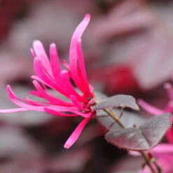Purple Pixie® Dwarf Weeping Loropetalum -Fruit Tree Shop Purple Pixoe Loropetalum 4