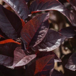 Purple Plunge Weeping Plum Tree -Fruit Tree Shop Purple Plunge 9