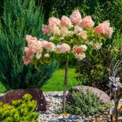 Quick Fire® Hydrangea Tree -Fruit Tree Shop QyuickFire Hydrangea 1