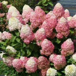 Fruit Tree Shop 7 Quick Fire® Hydrangea Tree