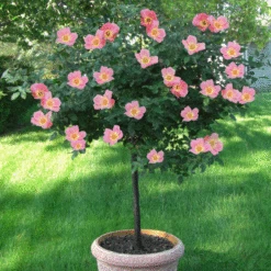 Fruit Tree Shop -Fruit Tree Shop Rainbow Knock Out Rose Tree MAINIMAGE FGT