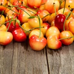New Arrival -Fruit Tree Shop Rainier Cherry Tree 1 FGT bc479825 6e64 435c 90cb 1a22e77adb0d