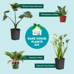 Rare House Plant Kit 9 Rare House Plant Kit -Fruit Tree Shop RareHousePlantKitGraphic