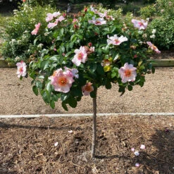 Raspberry Kiss™ Rose Tree