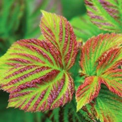 Bushel And Berry® Raspberry Shortcake® Bush -Fruit Tree Shop Raspberry Shortcake 4