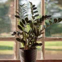 Raven ZZ Plant 5 Raven ZZ Plant -Fruit Tree Shop Raven ZZ 1