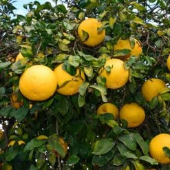 Ray Ruby Grapefruit Tree -Fruit Tree Shop Ray Ruby 1