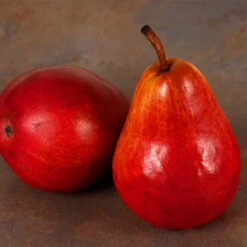 Red Bartlett Pear Tree -Fruit Tree Shop Red Bartlet Pear 1FGT