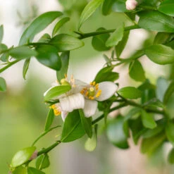 Red Finger Lime Tree -Fruit Tree Shop Red FInger Lime 2 6caf0467 1911 48e7 a9fa babb0a6fffe5