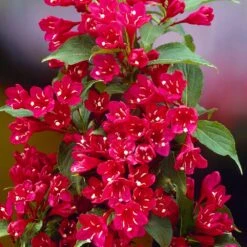 Red Prince Weigela Tree -Fruit Tree Shop Red Prince Wegeila 1 FGT