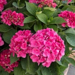 Red N' Pretty® Hydrangea Shrub -Fruit Tree Shop Red and Pretty Hydrangea 2