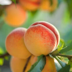 Red Baron Peach Tree -Fruit Tree Shop Red Baron Peach 5