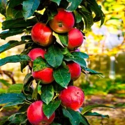 North Pole Columnar Apple Tree 6 North Pole Columnar Apple Tree -Fruit Tree Shop Red Columnar Apple 3