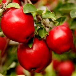 Apple Pollinator Pack -Fruit Tree Shop Red Delicious Apple 1