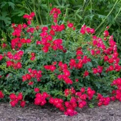 Red Drift® Rose -Fruit Tree Shop Red Drift Rose 1