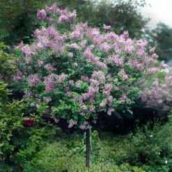 Red Pixie Lilac Tree -Fruit Tree Shop Red Pixie Lilac Tree 2