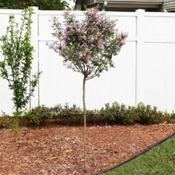 Red Pixie Lilac Tree -Fruit Tree Shop Red Pixie Lilac Tree 4 FGT