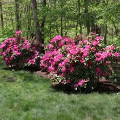 Red Rhododendron Shrub 7 Red Rhododendron Shrub -Fruit Tree Shop Red Rhododendron 1 FGT