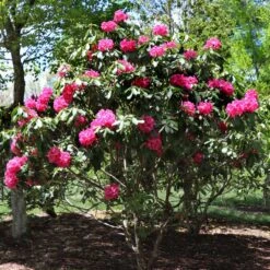 Red Rhododendron Shrub 8 Red Rhododendron Shrub -Fruit Tree Shop Red Rhododendron 3