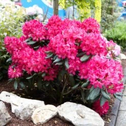 New Arrival -Fruit Tree Shop Red Rhododendron 7 FGT