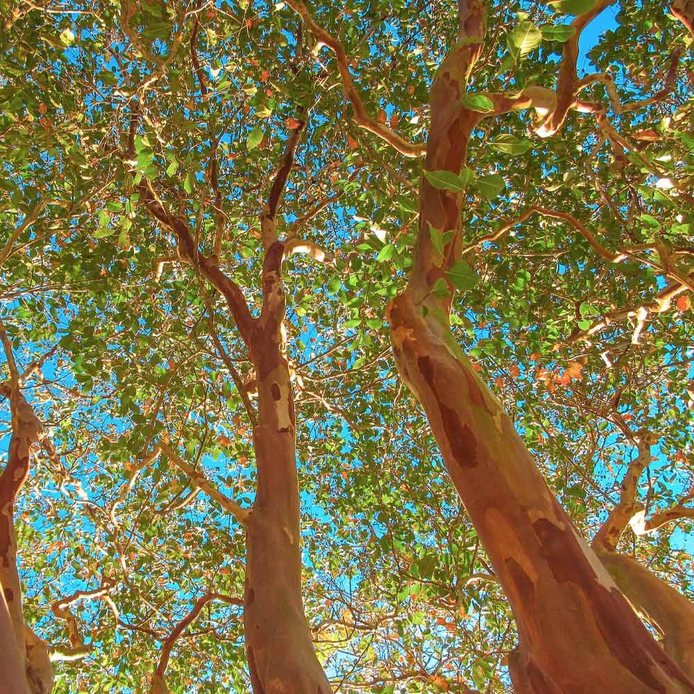 Red Rocket Crape Myrtle 4 Red Rocket Crape Myrtle - Image 4