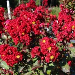 Red Rocket Crape Myrtle 6 Red Rocket Crape Myrtle -Fruit Tree Shop Red Rocket Crape Myrtle FGT 2jpg