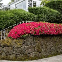 Red Ruffles Azalea Shrub -Fruit Tree Shop Red Ruffles Azalea 7