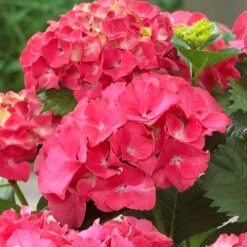 Red Sensation Hydrangea 5 Red Sensation Hydrangea -Fruit Tree Shop Red Sensation Hydrangea 1 FGT