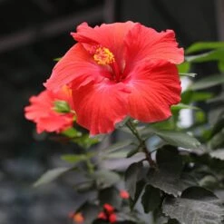 Red Tropical Hibiscus Tree -Fruit Tree Shop Red Tropical Hibiscus Tree 3 FGT