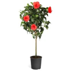 Red Tropical Hibiscus Tree -Fruit Tree Shop Red Tropical Hibiscus Tree 5
