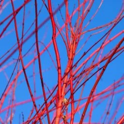 Red Twig Dogwood Shrub -Fruit Tree Shop Red Twig Dogwood 3 FGT