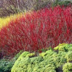 Red Twig Dogwood Shrub -Fruit Tree Shop Red Twig Dogwood 4
