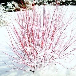 New Arrival -Fruit Tree Shop Red Twig Dogwood 5 FGT