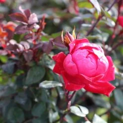 Double Knock Out® Rose -Fruit Tree Shop Red knockout rose 2
