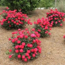 Double Knock Out® Rose -Fruit Tree Shop Red knockout rose 4