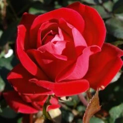Double Knock Out® Rose -Fruit Tree Shop Red knockout rose 7 FGT