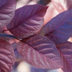 Purple Plunge Weeping Plum Tree -Fruit Tree Shop Redbud Purple Plunge 2 b8894708 2bb9 4f3e 8d30 7b3eeb931914